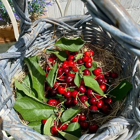 L'olivo - 1932 * Controguerra