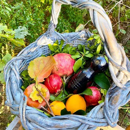 L'olivo - 1932 Controguerra