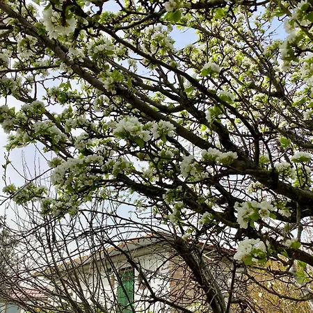 شقة L'olivo - 1932 Controguerra