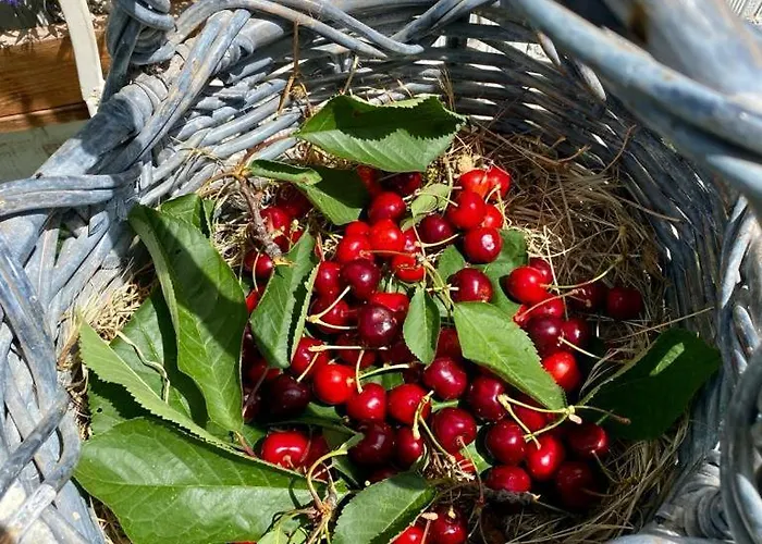 L'olivo - 1932 * Controguerra