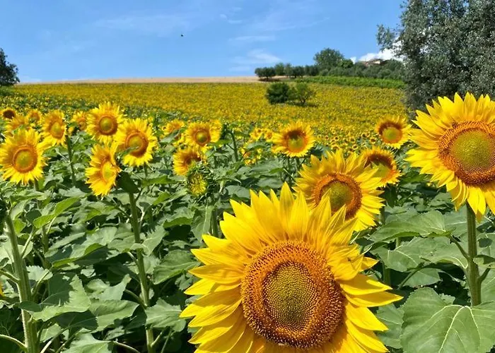 Appartement L'olivo - 1932 *