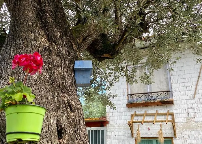 L'olivo - 1932 Appartement *