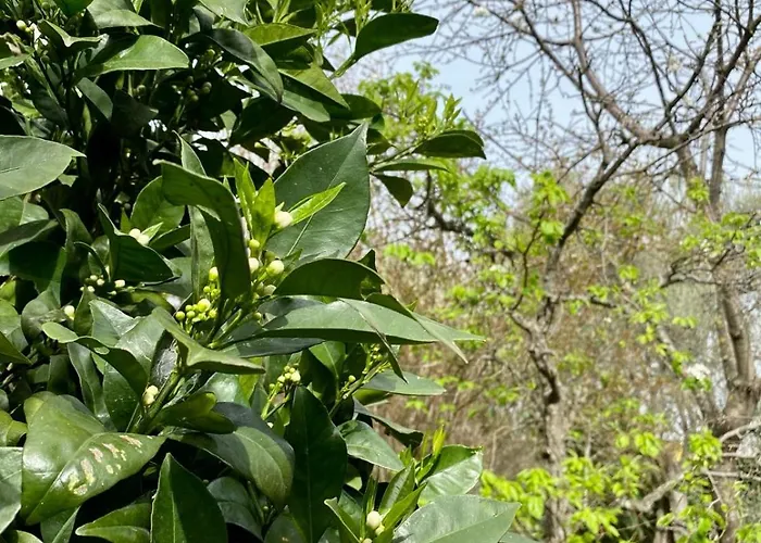 Апартаменты L'olivo - 1932