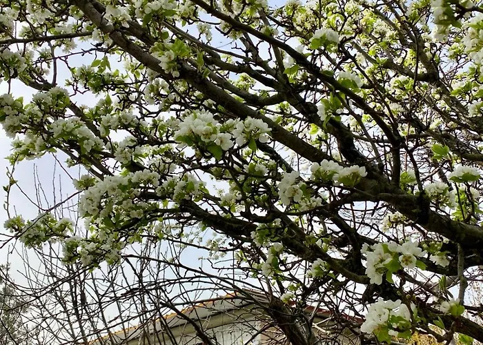 Appartement L'olivo - 1932 Controguerra